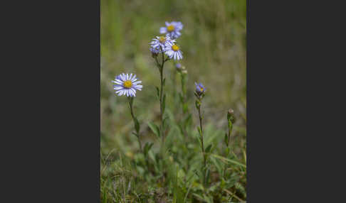 Bergaster (Aster amellus)