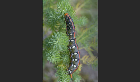 Wolfsmilchschwärmer (Hyles euphorbiae)