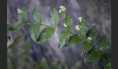 Schwalbenwurz (Vincetoxicum hirundinaria)