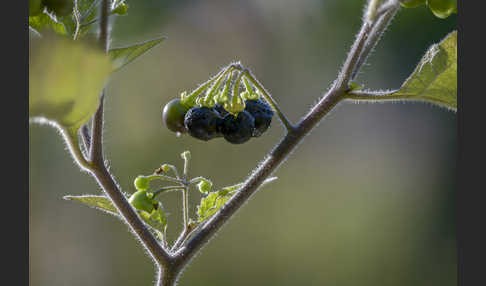 Schwarzer Nachtschatten (Solanum nigrum)