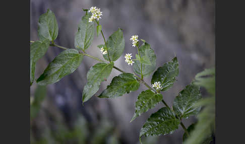 Schwalbenwurz (Vincetoxicum hirundinaria)