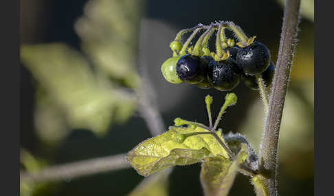 Schwarzer Nachtschatten (Solanum nigrum)