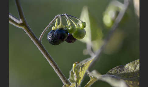 Schwarzer Nachtschatten (Solanum nigrum)