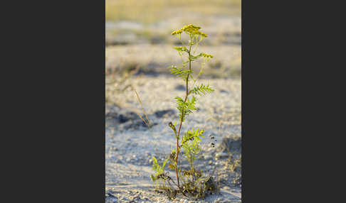 Rainfarn (Tanacetum vulgare)