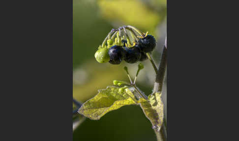 Schwarzer Nachtschatten (Solanum nigrum)