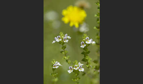 Augentrost (Euphrasia spec.)