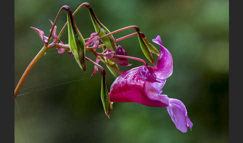 Drüsiges Springkraut (Impatiens glandulifera)