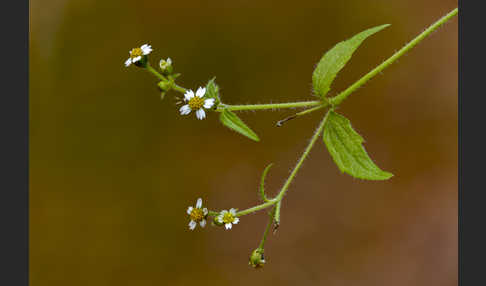 Zottiges Franzosenkraut (Galinsoga quadriradiata)