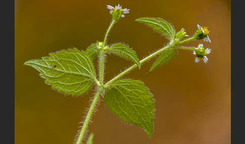 Zottiges Franzosenkraut (Galinsoga quadriradiata)