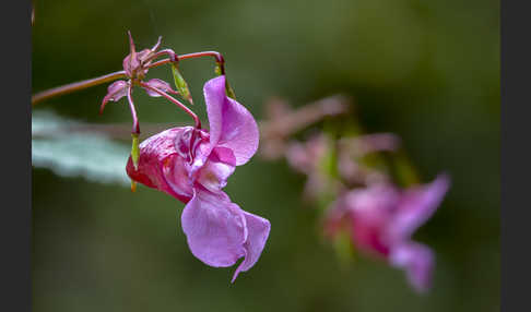 Drüsiges Springkraut (Impatiens glandulifera)