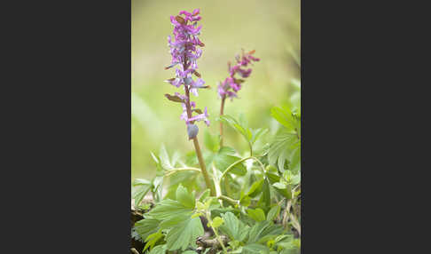 Hohler Lerchensporn (Corydalis cava)