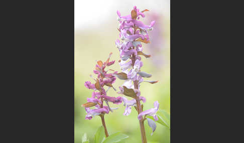 Hohler Lerchensporn (Corydalis cava)