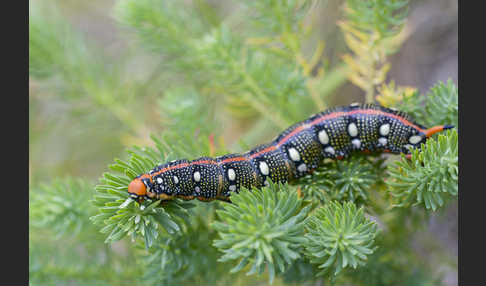 Wolfsmilchschwärmer (Hyles euphorbiae)