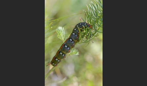 Wolfsmilchschwärmer (Hyles euphorbiae)