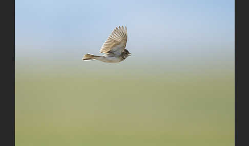 Salzlerche (Alaudala cheleensis)