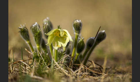 Gelbliche Finger-Kuhschelle (Pulsatilla patens subsp. Flavescens)