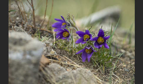 Kuhschelle spec (Pulsatilla tenuiloba)