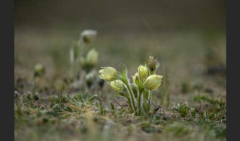 Gelbliche Finger-Kuhschelle (Pulsatilla patens subsp. Flavescens)