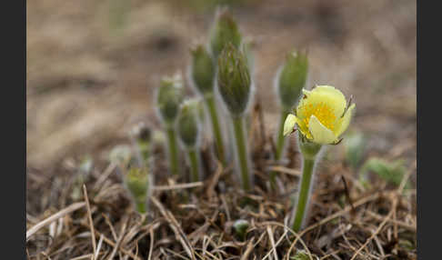 Gelbliche Finger-Kuhschelle (Pulsatilla patens subsp. Flavescens)