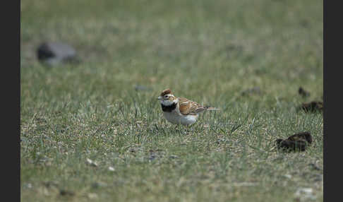 Mongolenlerche (Melanocorypha mongolica)