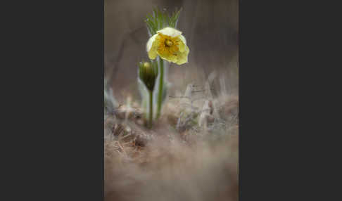 Gelbliche Finger-Kuhschelle (Pulsatilla patens subsp. Flavescens)