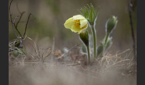 Gelbliche Finger-Kuhschelle (Pulsatilla patens subsp. Flavescens)