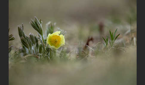 Gelbliche Finger-Kuhschelle (Pulsatilla patens subsp. Flavescens)