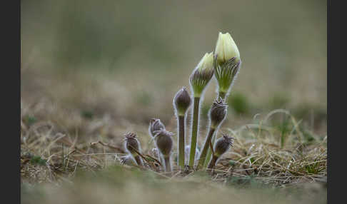 Gelbliche Finger-Kuhschelle (Pulsatilla patens subsp. Flavescens)