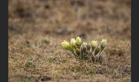 Gelbliche Finger-Kuhschelle (Pulsatilla patens subsp. Flavescens)