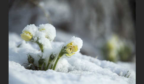 Gelbliche Finger-Kuhschelle (Pulsatilla patens subsp. Flavescens)