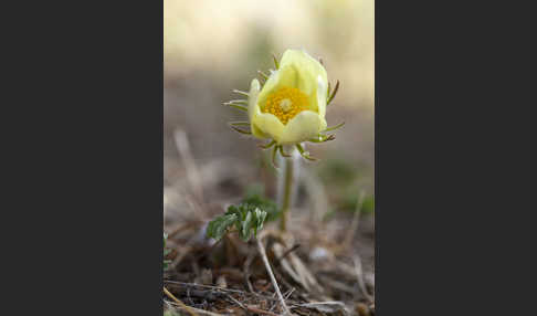 Gelbliche Finger-Kuhschelle (Pulsatilla patens subsp. Flavescens)