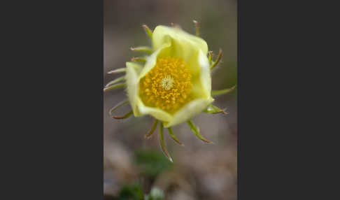 Gelbliche Finger-Kuhschelle (Pulsatilla patens subsp. Flavescens)