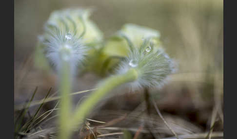 Gelbliche Finger-Kuhschelle (Pulsatilla patens subsp. Flavescens)