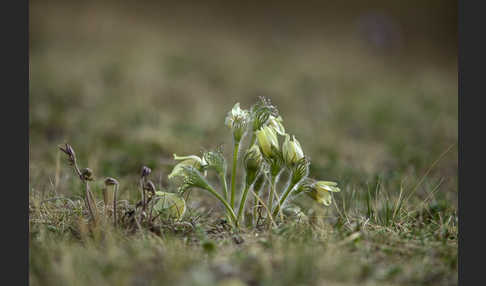 Gelbliche Finger-Kuhschelle (Pulsatilla patens subsp. Flavescens)