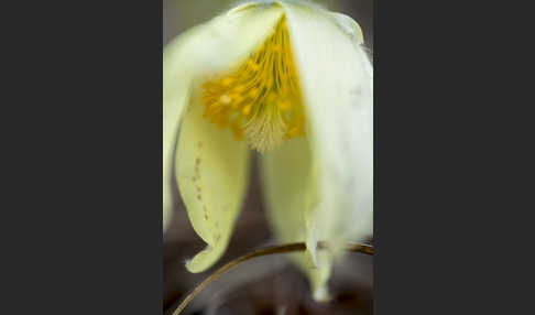 Gelbliche Finger-Kuhschelle (Pulsatilla patens subsp. Flavescens)