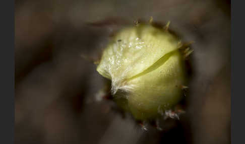 Gelbliche Finger-Kuhschelle (Pulsatilla patens subsp. Flavescens)