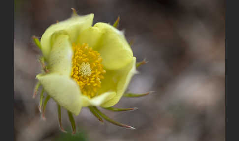 Gelbliche Finger-Kuhschelle (Pulsatilla patens subsp. Flavescens)