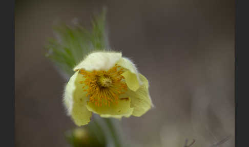 Gelbliche Finger-Kuhschelle (Pulsatilla patens subsp. Flavescens)