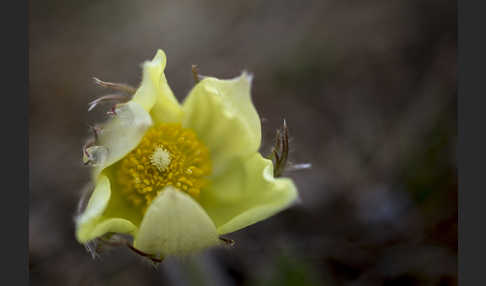 Gelbliche Finger-Kuhschelle (Pulsatilla patens subsp. Flavescens)