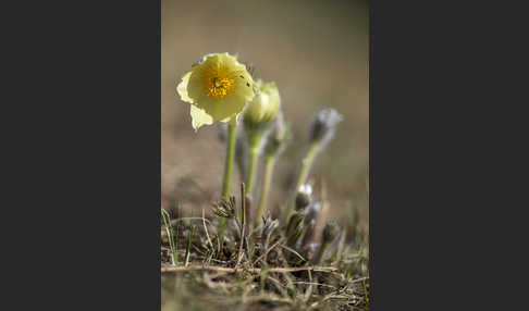 Gelbliche Finger-Kuhschelle (Pulsatilla patens subsp. Flavescens)