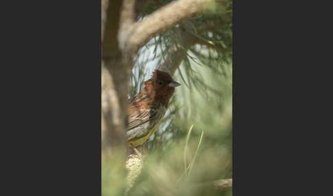 Rötelammer (Emberiza rutila)