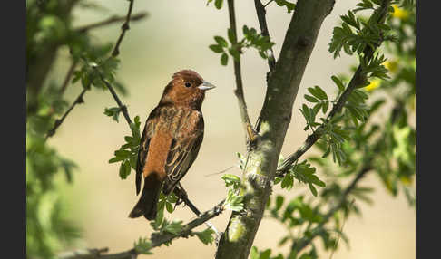 Rötelammer (Emberiza rutila)