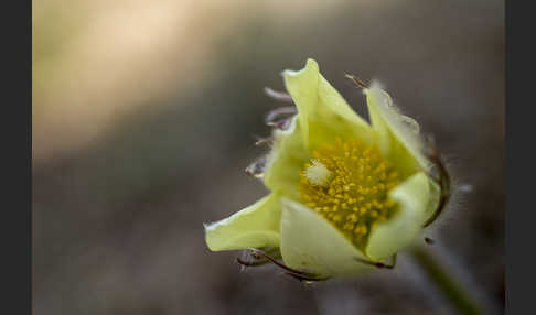 Gelbliche Finger-Kuhschelle (Pulsatilla patens subsp. Flavescens)