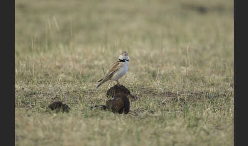 Mongolenlerche (Melanocorypha mongolica)