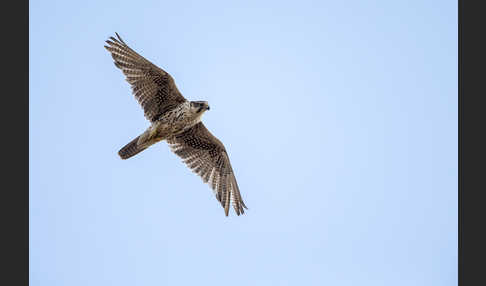 Sakerfalke (Falco cherrug)