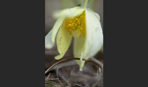 Gelbliche Finger-Kuhschelle (Pulsatilla patens subsp. Flavescens)