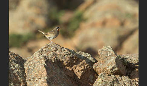 Rubinkehlchen (Calliope calliope)