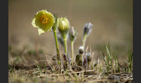 Gelbliche Finger-Kuhschelle (Pulsatilla patens subsp. Flavescens)