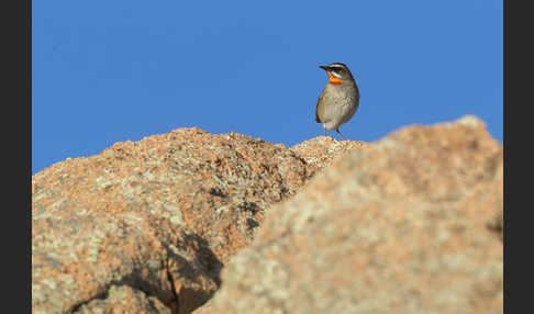 Rubinkehlchen (Calliope calliope)