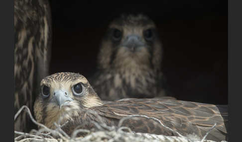 Sakerfalke (Falco cherrug)